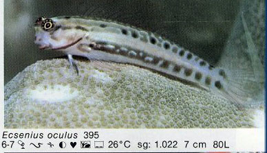Ecsenius oculus
